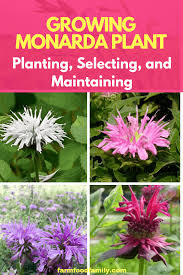 Pin On Gardening