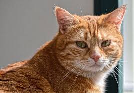 Free Image On Pixabay Cat Red Cute Mackerel Tiger In 2020 Animals Animal Hospital Cats