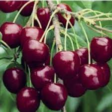 Soi semitarziu soi rezistent la antractoza. Cires Soiul Stella De Vanzare