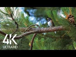 Bird Sounds Birds Singing Mp3 Download Bird Songs 8 Hours Of Birds Singing In The Forest Nature Relaxation Video In 4k Ultra Hd Youtube Relaxing Gif Nature Song Bird