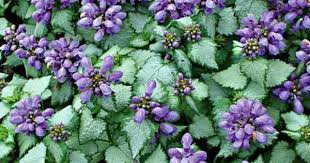 Small, hooded, lavender flowers open in attractive whorls at the end of the stems in late spring and continue sporadically into fall. Lamium Maculatum Purple Dragon White Flower Farm White Flower Farm Shade Plants Shade Flowers