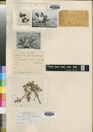 Image result for Cissus welwitschii