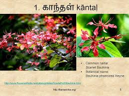 Flowers name list in tamil. 99 Tamil Flowers Kurunji Paatu Flowers 1 10 à®•à®± à®• à®¨ à®± à®•