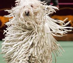 Image result for dog with dreadlocks