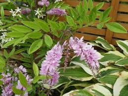 Image result for Indigofera paniculata