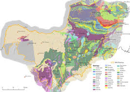 Image result for Ptycholobium plicatum