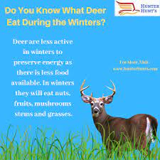 Do You Know What Deer Eat In Winter Deer Whitetail Deer Hunting Hunting