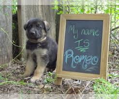 Fees for german shepherd dogs and puppies adopted from a gsd rescue vary but you can always find out by doing online research or by calling or emailing the gsd rescue organization for more information. View Ad German Shepherd Dog Puppy For Sale Near Kansas Bucklin Usa Adn 137991