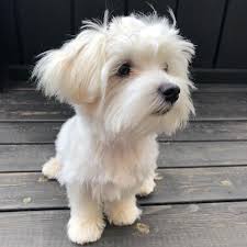 These maltipoo haircuts will keep them looking their best. Love My New Haircut Maltipoo