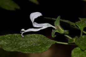 Image result for Hypoestes triflora