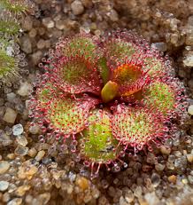 Image result for Nesaea spathulata