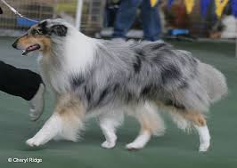 Check spelling or type a new query. Collie Rough Blue Merle By Cheryl Ridge Rough Collie Blue Merle Collie