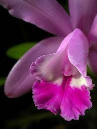 Pin On Pretty Flowers