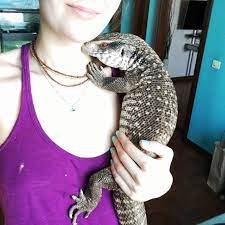 This Lizard Proves That Reptiles Can Be Cute Pets Too Pet Lizards Reptiles Pet Cute Lizard