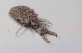 Antlion L Large Family Of Insects Our Breathing Planet Insect Photos Insects Insect Larvae