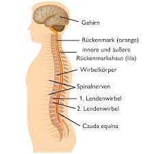 Spinalkanalstenose Das Hilft Bei Einengung Des Wirbelkanals Liebscher Bracht