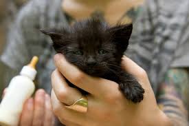 10 Crucial Steps To Take To Save An Abandoned Newborn Kitten