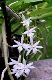 Image result for Rangaeris