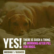 Is there a plan b for dogs. The Morning After Pill For Dogs Explained Demystified