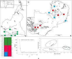 Image result for Ottelia kunenensis