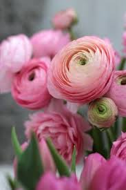 Touch device users, explore by touch or with swipe gestures. 900 Pink Flowers Ideas In 2021 Flowers Pink Flowers Beautiful Flowers