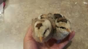 They will follow you around the garden, talking to you if they think you have some treats for them! True Purebred Silver Ameraucana Chicks From John Blehm Not Easter Eggers Silver Ams Are The Only Chipmunk Pattern Of The Chicken Breeds Easter Eggers Breeds