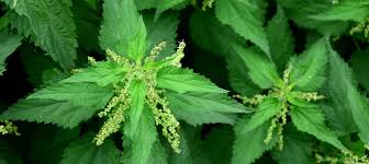And the contrasting colors and textures of other blossoms add appeal. The Benefits Of Companion Planting For Cannabis Sensi Seeds