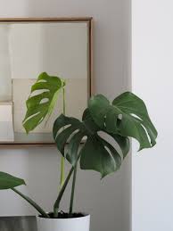 Monstera plants are known for their distinctive leaf patterns. A Guide To Propagating A Monstera Plant Catesthill Com