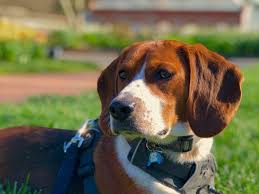 Coarse, dense, fluffy, corded, soft, wavy, silky. Meet Max He S A Bagel Basset Hound Beagle Mix Aww