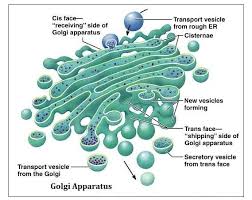 Function of golgi body in animal cell. Describe Structure And Functional Of Golgi Apparatus Brainly In