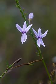 Image result for Cyphia