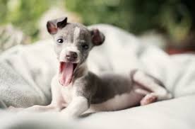Maybe you would like to learn more about one of these? I Don T Like You So I M Gonna Stick Mg Tongue Out At You Believe Me It S Running Through His Head Greyhound Puppy Puppies Italian Greyhound Puppy
