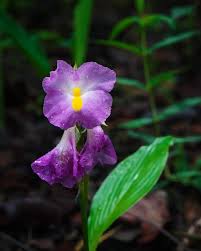 Image result for Siphonochilus