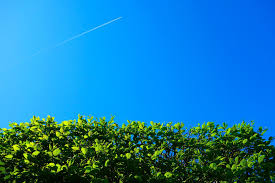 Es gibt eine gesetzliche grundlage, die uns vorschreibt, wann es erlaubt ist unsere hecke zu schneiden und wann nicht. Wann Darf Man Hecken Schneiden Bzw Stutzen Kurz Klein Gmbh Klart Auf