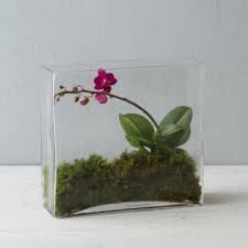 Canyon Terrarium Orchid Planters Orchids Terrarium Plants