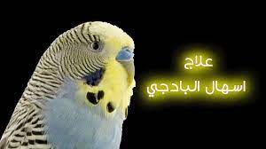 انواع الإسهال عند البادجى وعلاجه علاج اسهال البادجي diarrhea in budgie budgies