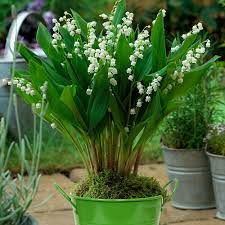 Van Zyverden Patio Lily Of The Valley With Green Metal Planter And Growers Pot 832381 The Home Depot Bulb Flowers Plants Shade Perennials