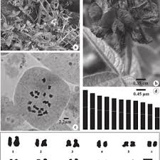 Image result for Eriosema rhynchosioides