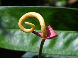 Anthurium Wendlingeri X Scherzerianum Hybrid Anthurium Tropical Plants Philodendron