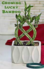 Organic cactus and succulent soil mix: Lucky Bamboo Plant Growing Tips Dracaena Sanderiana Plant Care