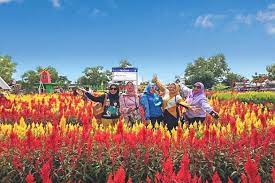 We did not find results for: Taman Bunga Celosia Spot Instagramable Terbaru Warga Palembang