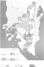 Image result for Craterosiphon quarrei