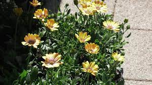 See more of fc ivančice on facebook. Ljetnice Za Balkone Koje Vole Susu Dom Na Kvadrat