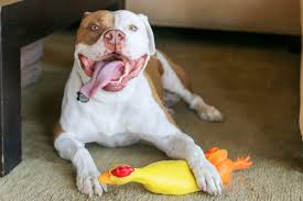 Why does my dog need to have his spleen removed?. We Suddenly Lost Our Dog To Hemangiosarcoma La Jolla Mom
