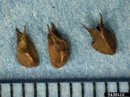 Image result for Sida spinosa