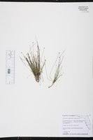 Image result for Eleocharis setifolia