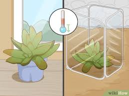 2 choose the right potting medium for your cactus. 3 Simple Ways To Plant Succulents Wikihow