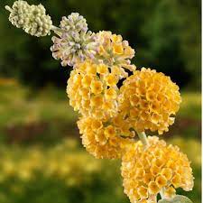 Our snug, is a 1 bedroomed annex to. Cottage Farms Direct Perennials Honeycomb Butterfly Bush 2pc
