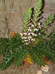 Image result for Sclerochiton hirsutus