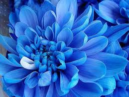 I fiori blu sono presenti nelle petunie, nelle viole, nelle lobelie nella stagione calda. Pianta Con Piccoli Fiori Blu Elenco Dei Colori Blu Con Titoli E Foto Campo Giardino E Coperto